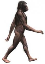 Australopitheque
