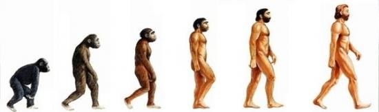 Evolution homme
