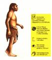 Il s'agit de l'homo erectus