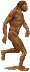 Homo Habilis