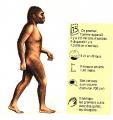 Il s'agit de l'homo habilis