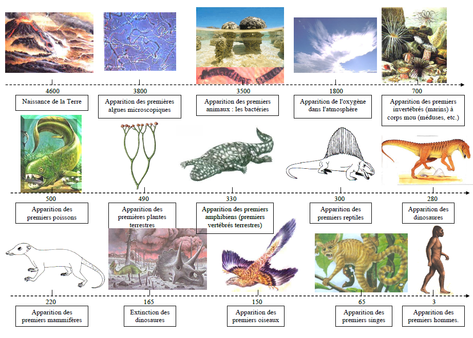 Evolution des especes en pdf