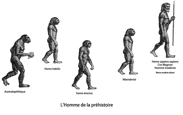 Chronologie de l'évolution de l'homme