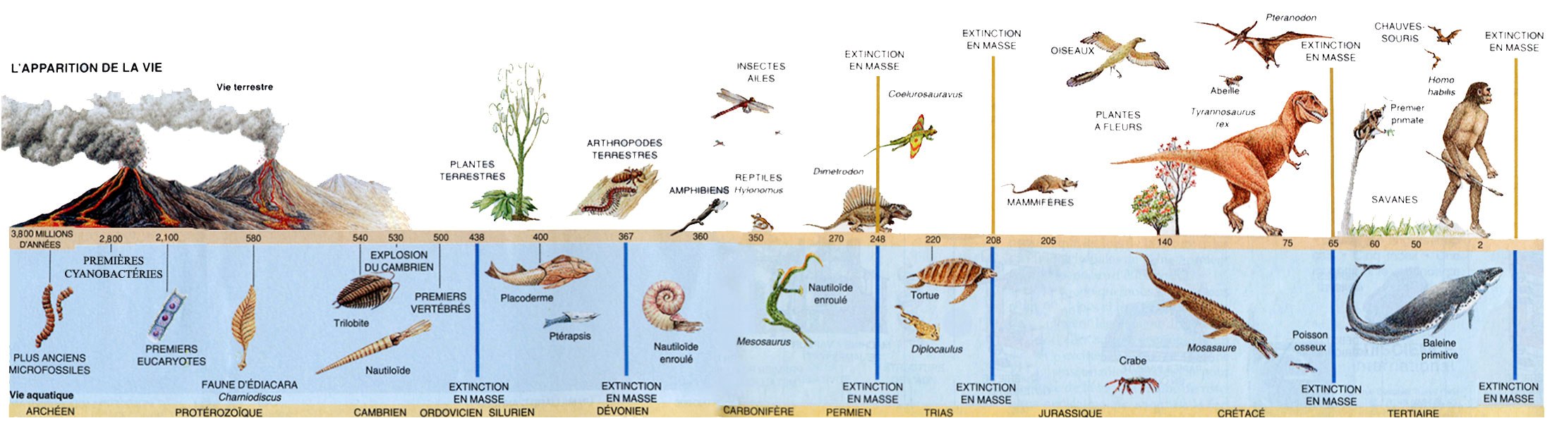 Evolution de la vie en frise