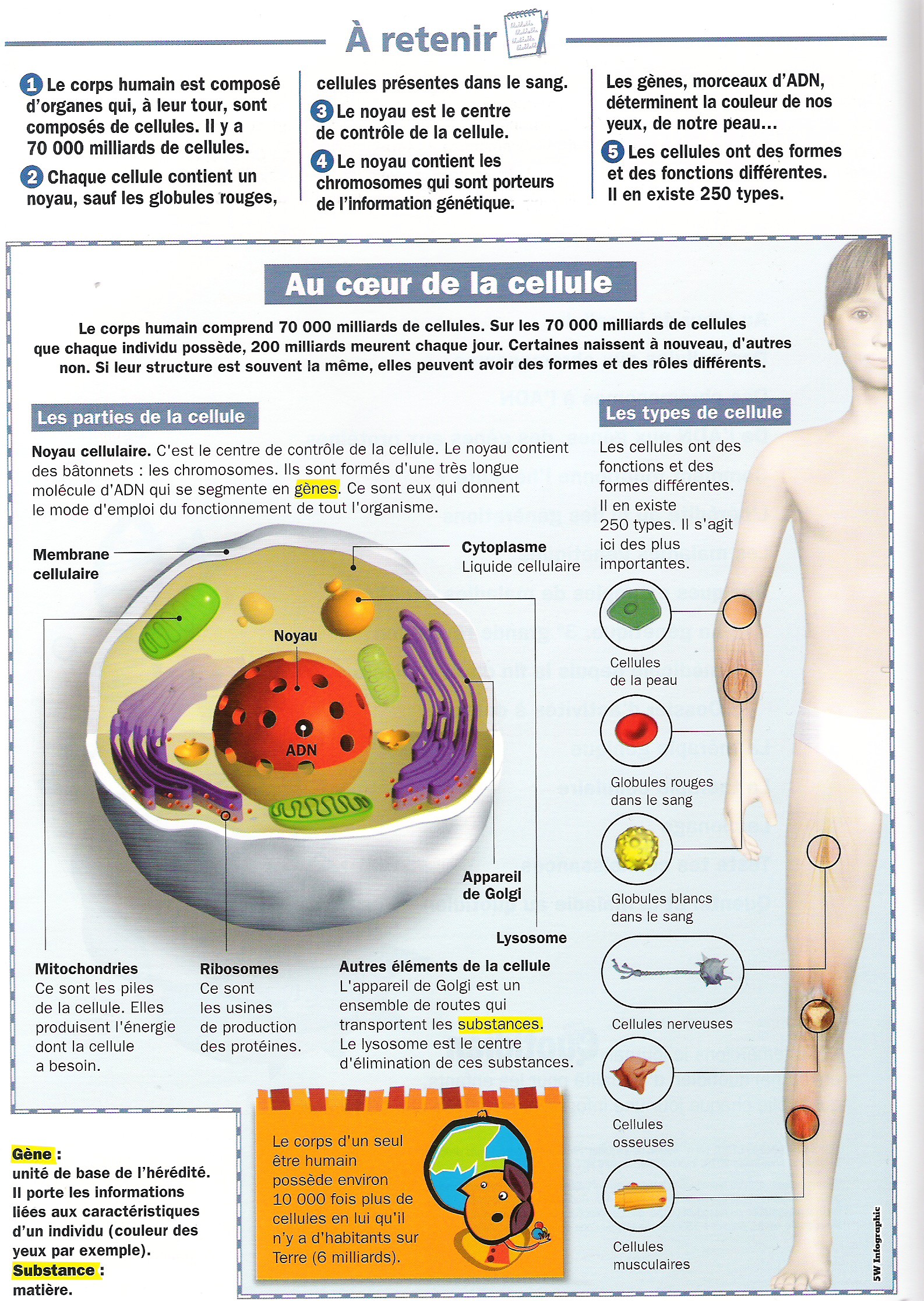 explication de la génétique humaine