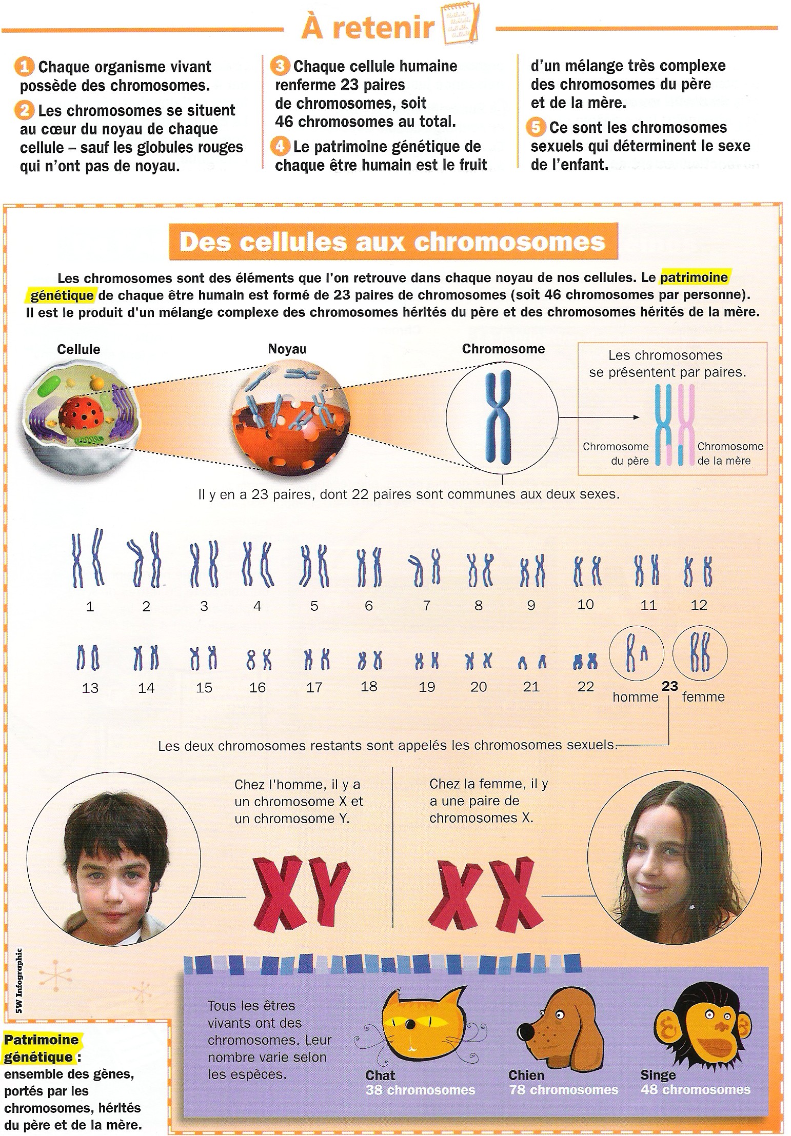 la génétique humaine sur les chromosomes