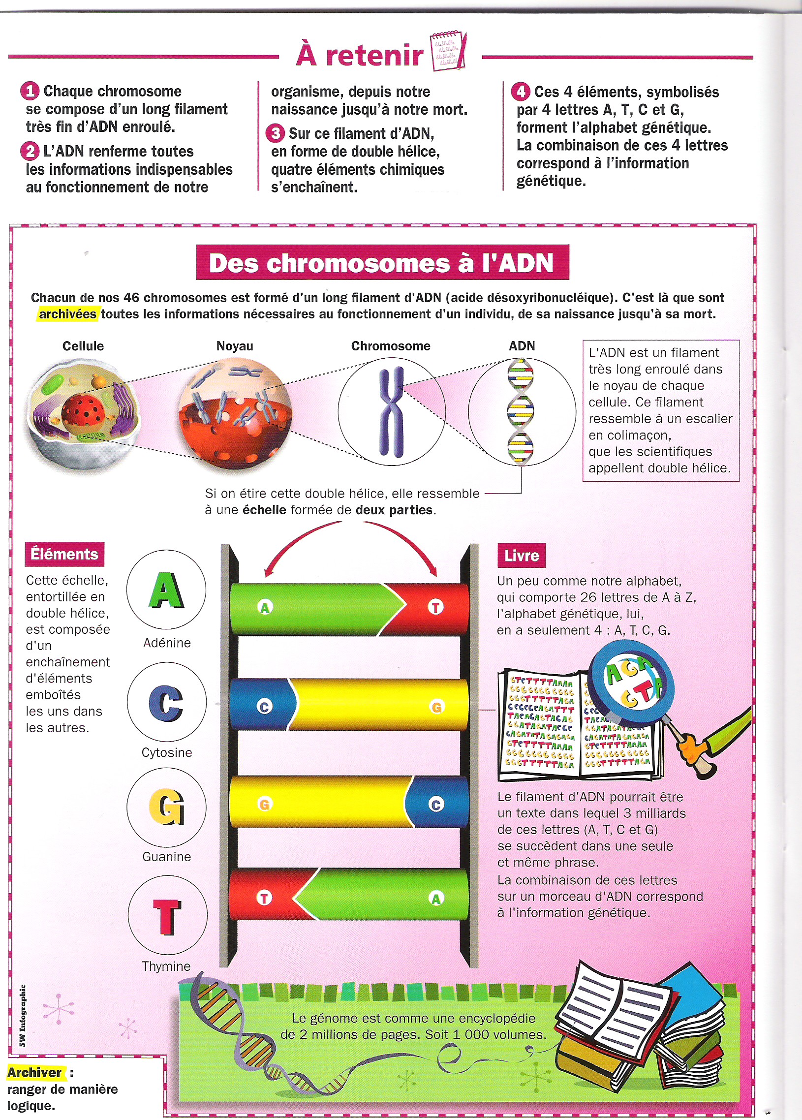 la génétique humaine sur les chromosomes