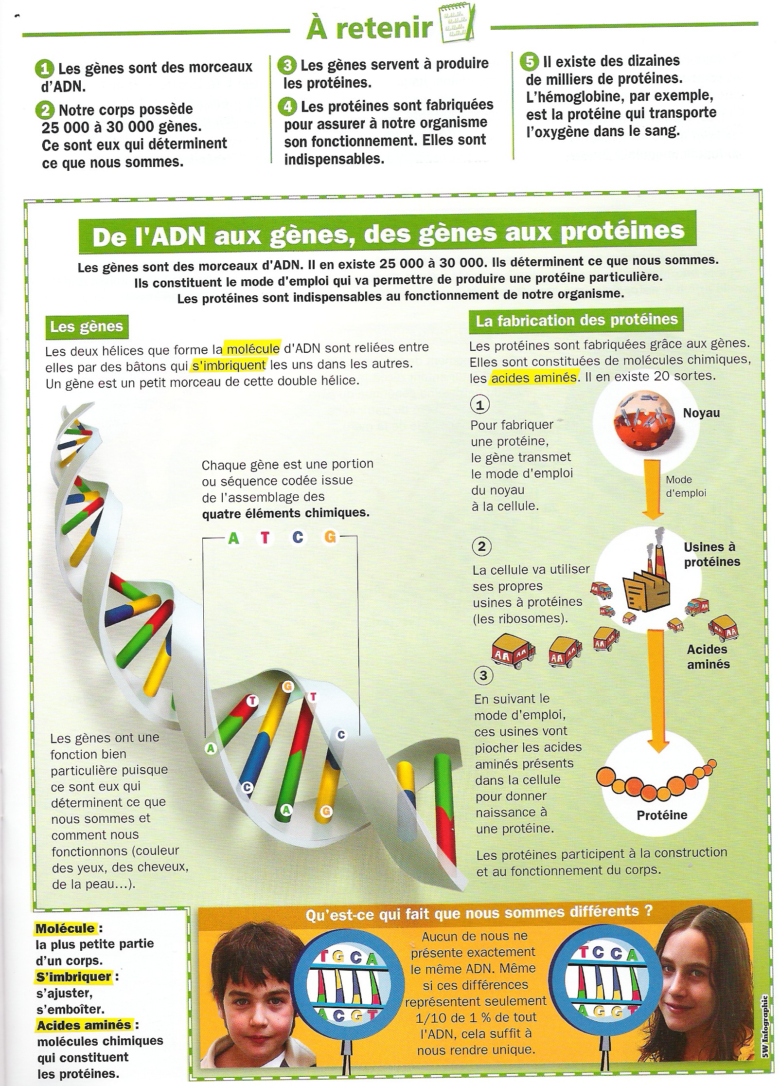 la génétique humaine sur les chromosomes