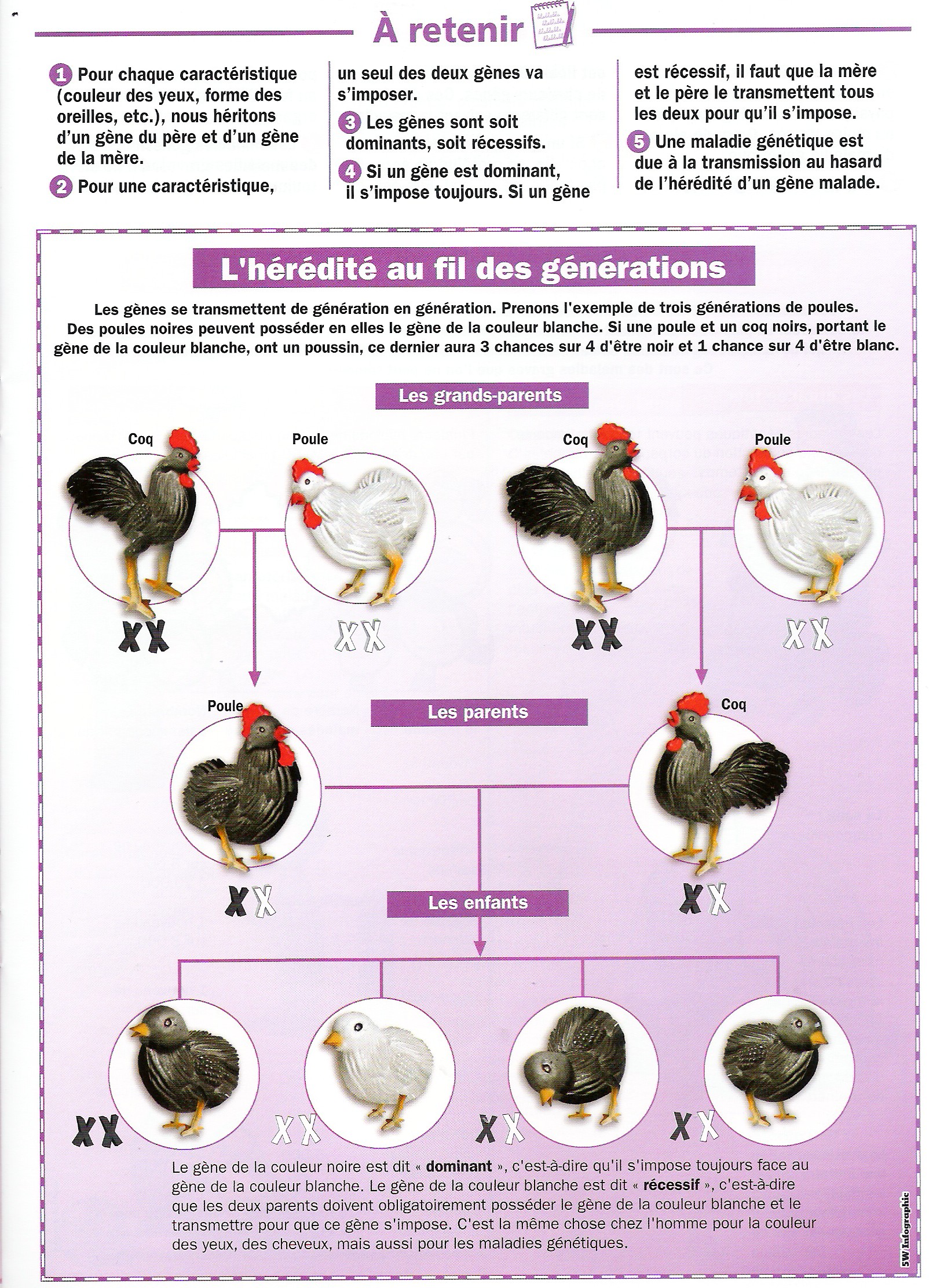 la génétique humaine sur les chromosomes